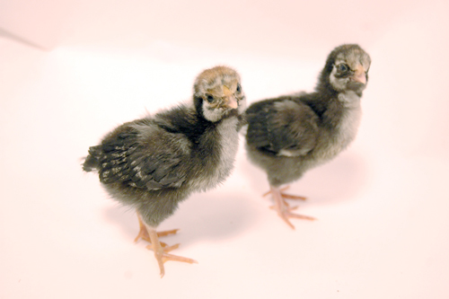 Russian Orloff 1 - chicken Breeds | ქათმის ჯიშები | qatmis jishebi