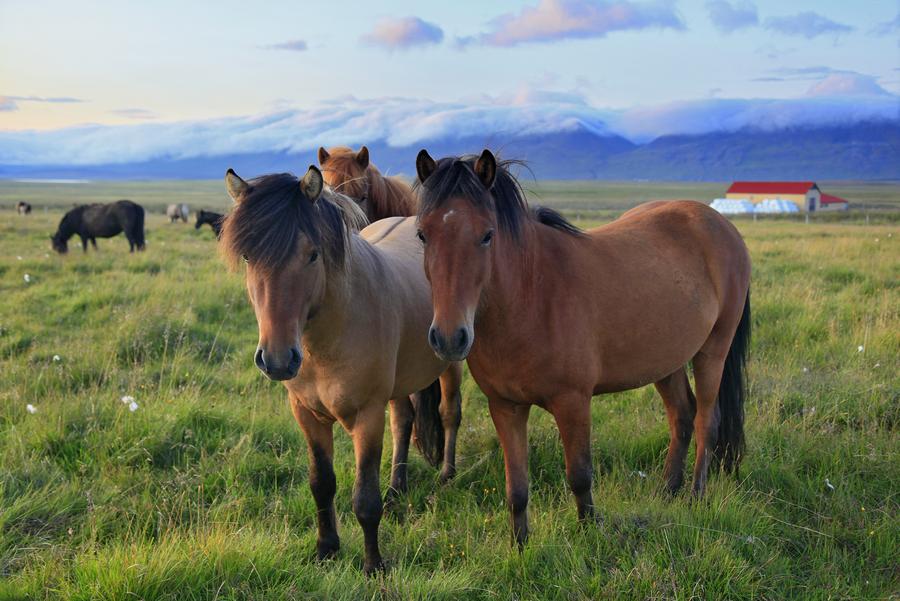 Icelandic 2 - horse Breeds | ცხენის ჯიშები| cxenis jishebi