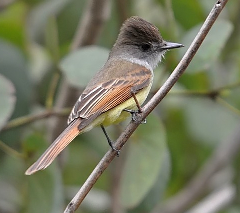Dusky-capped Flycatcher - Bird Species | Frinvelis jishebi | ფრინველის ჯიშები