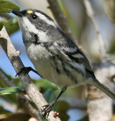 Black-throated Gray Warbler - Bird Species | Frinvelis jishebi | ფრინველის ჯიშები