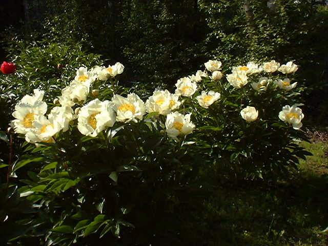 Claire de Lune -                                                                                                                 Peonies species| PIONI | პიონი