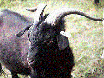 Hexi Cashmere Goat - goats Breeds | txis jishebi | თხის ჯიშები
