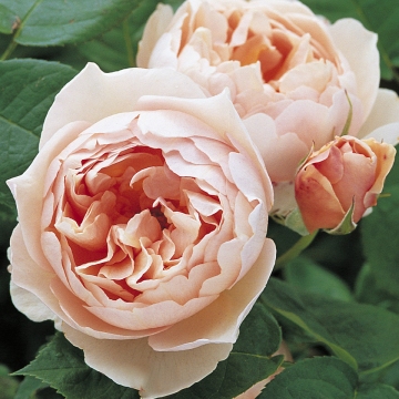 The Shepherdess - Rose Varieties | VARDI | ვარდი                                                                                                                