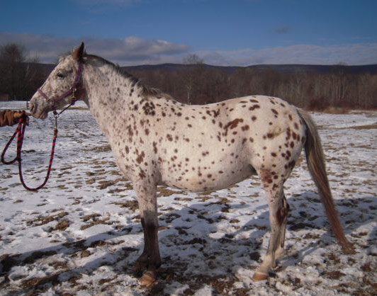 AraAppaloosa Horse - horse Breeds | ცხენის ჯიშები| cxenis jishebi
