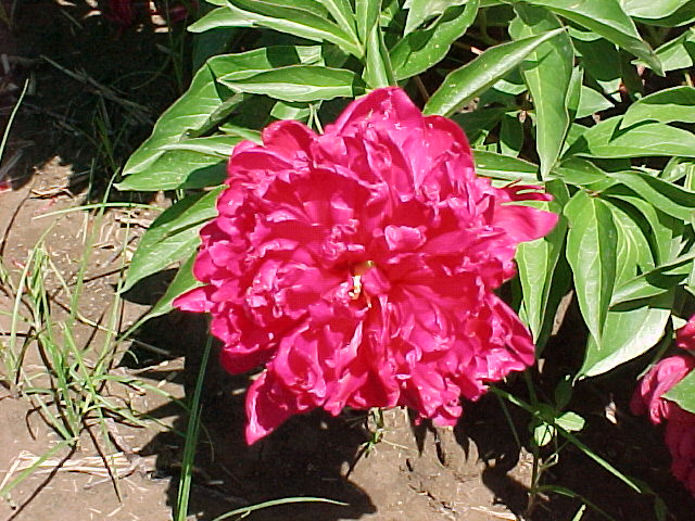 Detroit -                                                                                                                 Peonies species| PIONI | პიონი