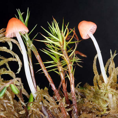 Mycena adonis - Fungi species | sokos jishebi | სოკოს ჯიშები