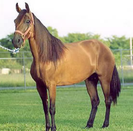 Paso Fino 2 - horse Breeds | ცხენის ჯიშები| cxenis jishebi