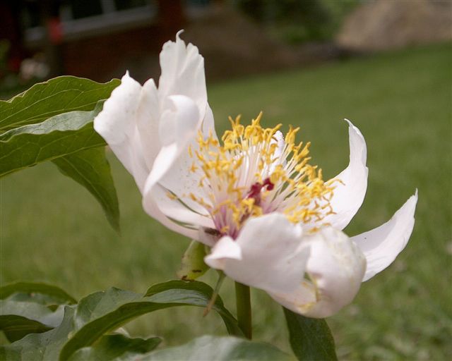 Erma  -                                                                                                                 Peonies species| PIONI | პიონი