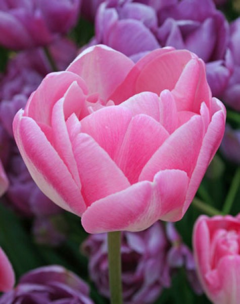 Upstar -                                                         Species Tulip| TITA | ტიტა                                                        