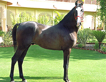 Marwari 3 - horse Breeds | ცხენის ჯიშები| cxenis jishebi