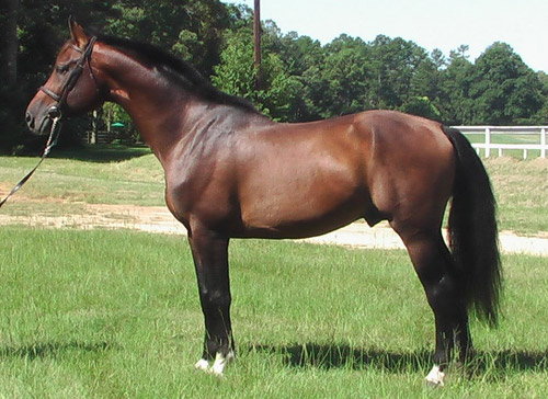 Selle Francais - horse Breeds | ცხენის ჯიშები| cxenis jishebi