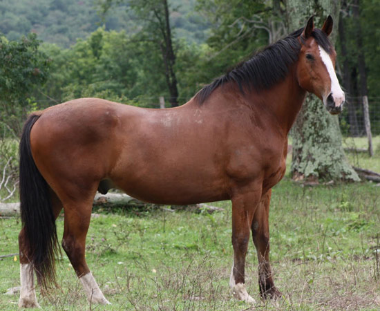 American Warmblood Horse - horse Breeds | ცხენის ჯიშები| cxenis jishebi