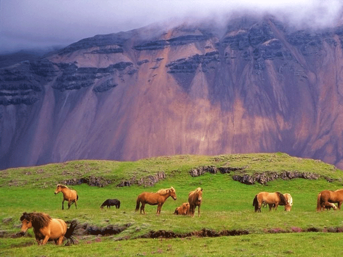 Icelandic 3 - horse Breeds | ცხენის ჯიშები| cxenis jishebi