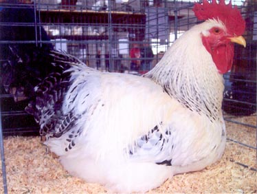 Delaware 3 - chicken Breeds | ქათმის ჯიშები | qatmis jishebi