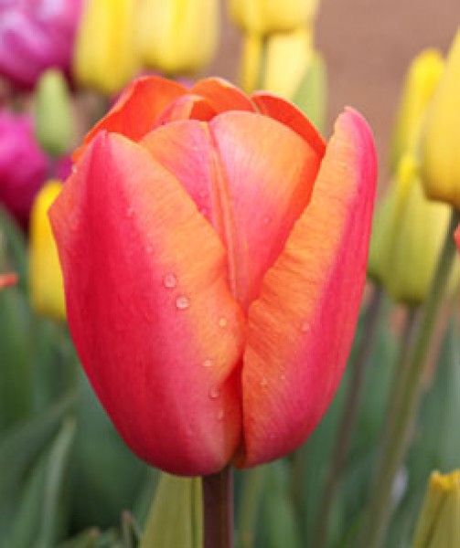 Charade -                                                         Species Tulip| TITA | ტიტა                                                        