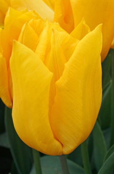 Yokohama -                                                         Species Tulip| TITA | ტიტა                                                        