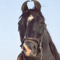 Kathiawari 2 - horse Breeds | ცხენის ჯიშები| cxenis jishebi