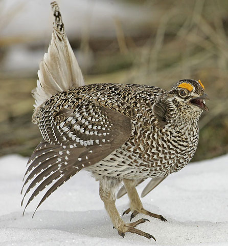 Sharp-tailed Grouse - Bird Species | Frinvelis jishebi | ფრინველის ჯიშები