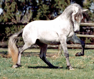 Lusitano - horse Breeds | ცხენის ჯიშები| cxenis jishebi