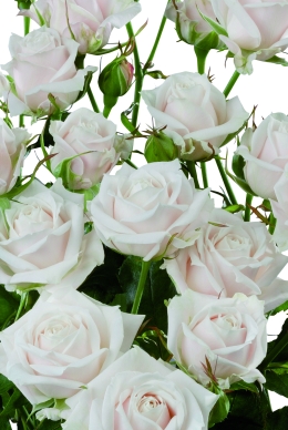 Muscadet - Rose Varieties | VARDI | ვარდი                                                                                                                