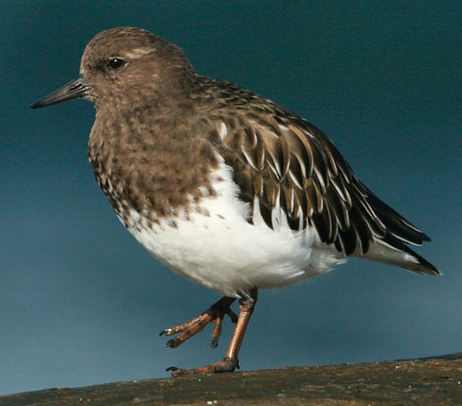 Black Turnstone - Bird Species | Frinvelis jishebi | ფრინველის ჯიშები