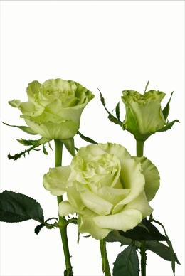 Super Green - Rose Varieties | VARDI | ვარდი                                                                                                                