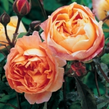 Lady Emma Hamilton - Own Root  - Rose Varieties | VARDI | ვარდი                                                                                                                