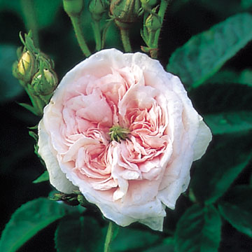 Félicité Parmentier - Rose Varieties | VARDI | ვარდი                                                                                                                