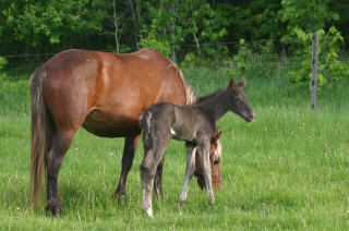 Rocky Mountain Horse 3 - horse Breeds | ცხენის ჯიშები| cxenis jishebi