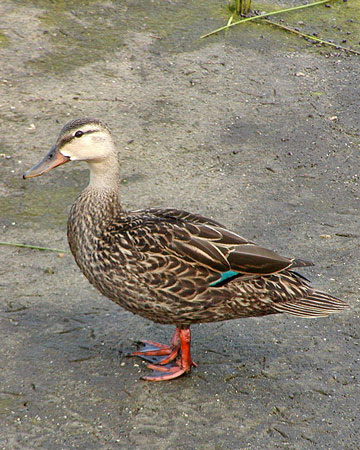 Mottled Duck - Bird Species | Frinvelis jishebi | ფრინველის ჯიშები