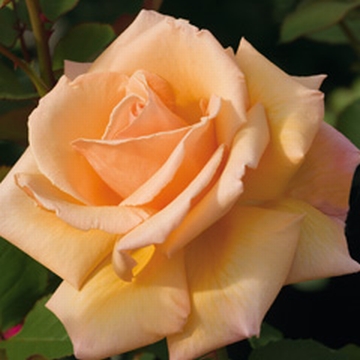 Over The Moon - Rose Varieties | VARDI | ვარდი                                                                                                                