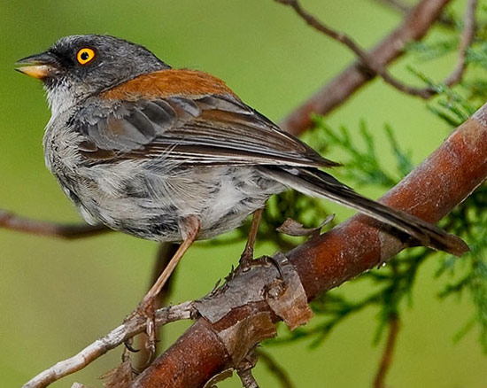 Yellow-eyed Junco - Bird Species | Frinvelis jishebi | ფრინველის ჯიშები