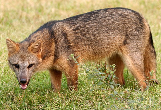 Crab-Eating Fox - fox species | melias jishebi | მელიას ჯიშები