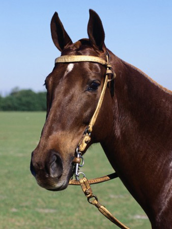 Argentine Polo Pony - horse Breeds | ცხენის ჯიშები| cxenis jishebi
