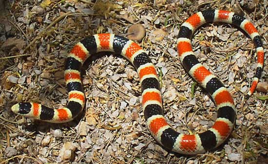 SONORAN SHOVEL-NOSED SNAKE  <br />   Chionactis palarostris - snake species | gveli | გველი