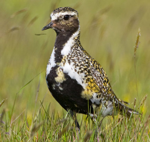 European Golden-Plover - Bird Species | Frinvelis jishebi | ფრინველის ჯიშები