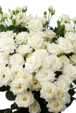 Lenne - Rose Varieties | VARDI | ვარდი                                                                                                                