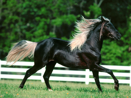 Rocky Mountain Horse - horse Breeds | ცხენის ჯიშები| cxenis jishebi