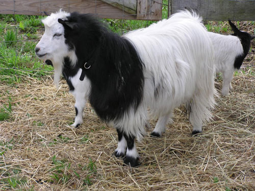 Myotonic (Wooden Leg) Goat - goats Breeds | txis jishebi | თხის ჯიშები
