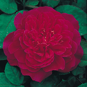 Sophy's Rose - Rose Varieties | VARDI | ვარდი                                                                                                                