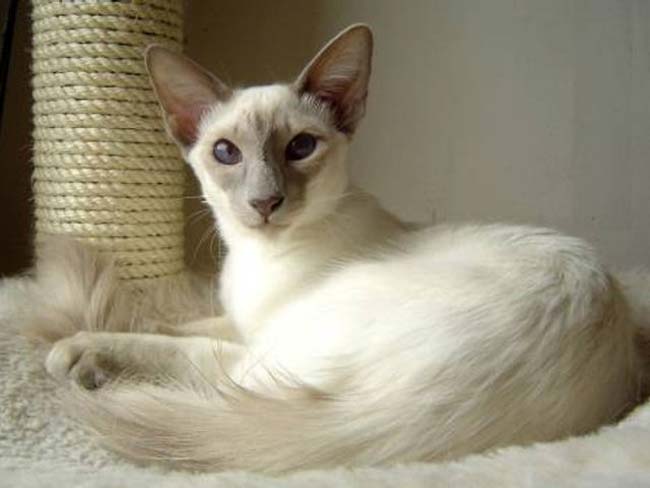 Balinese and Javanese - cat Breeds | კატის ჯიშები | katis jishebi