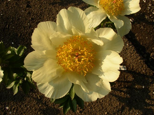 Cream Delight -                                                                                                                 Peonies species| PIONI | პიონი