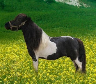 Falabella 2 - horse Breeds | ცხენის ჯიშები| cxenis jishebi