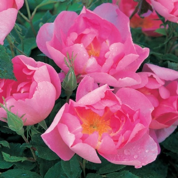 Cordelia  - Rose Varieties | VARDI | ვარდი                                                                                                                