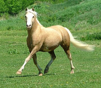 American Sport Pony - horse Breeds | ცხენის ჯიშები| cxenis jishebi