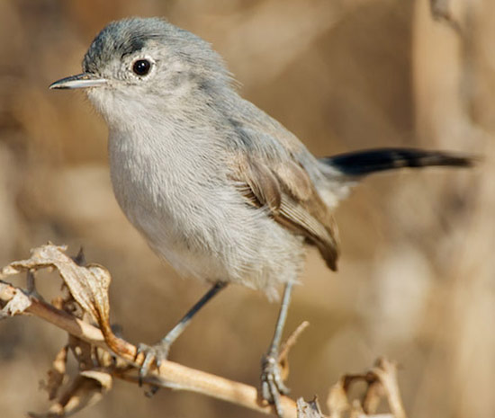 California Gnatcatcher - Bird Species | Frinvelis jishebi | ფრინველის ჯიშები