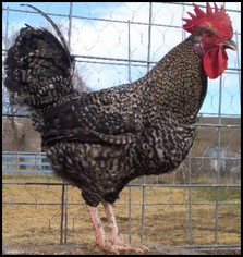 Penedesenca 3 - chicken Breeds | ქათმის ჯიშები | qatmis jishebi