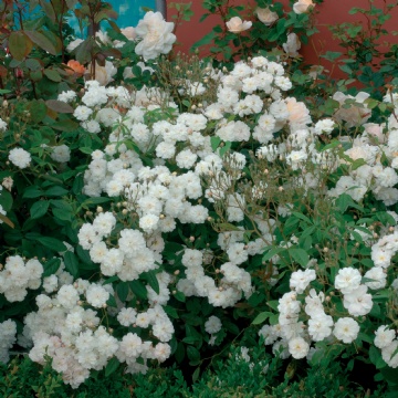 Francine Austin - Rose Varieties | VARDI | ვარდი                                                                                                                