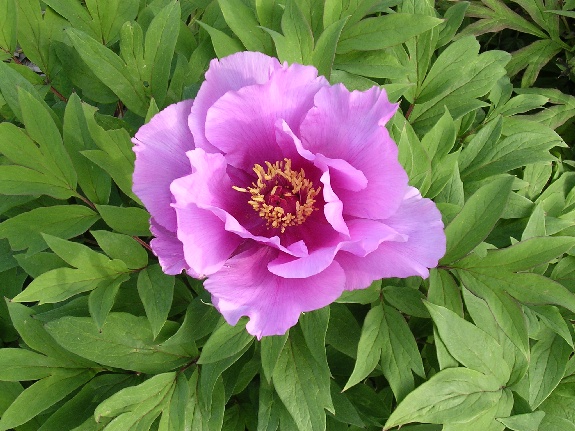 Arlesienne -                                                                                                                 Peonies species| PIONI | პიონი
