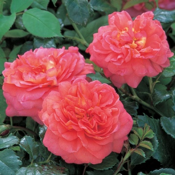 Christopher Marlowe - Rose Varieties | VARDI | ვარდი                                                                                                                
